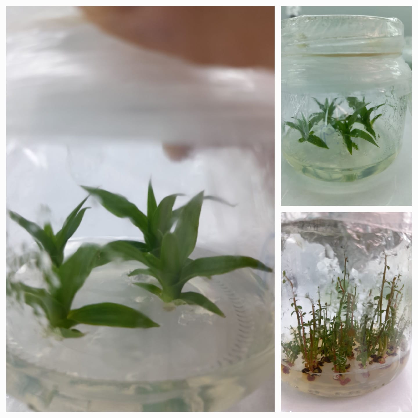 **Plantas in-vitro**